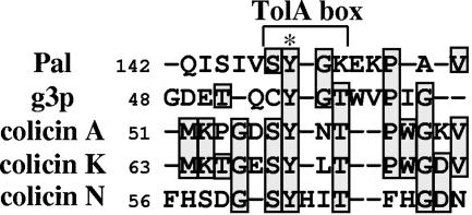 Tol2 transposase-12O-5.jpg